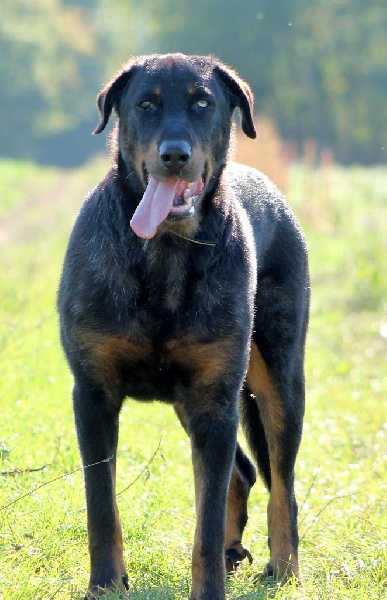 Cheyenne argentée du temple de feu